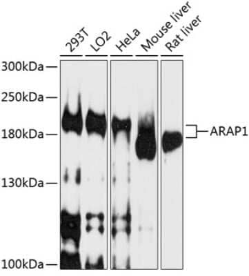 Western Blot: ARAP1 AntibodyBSA Free [NBP2-92022]